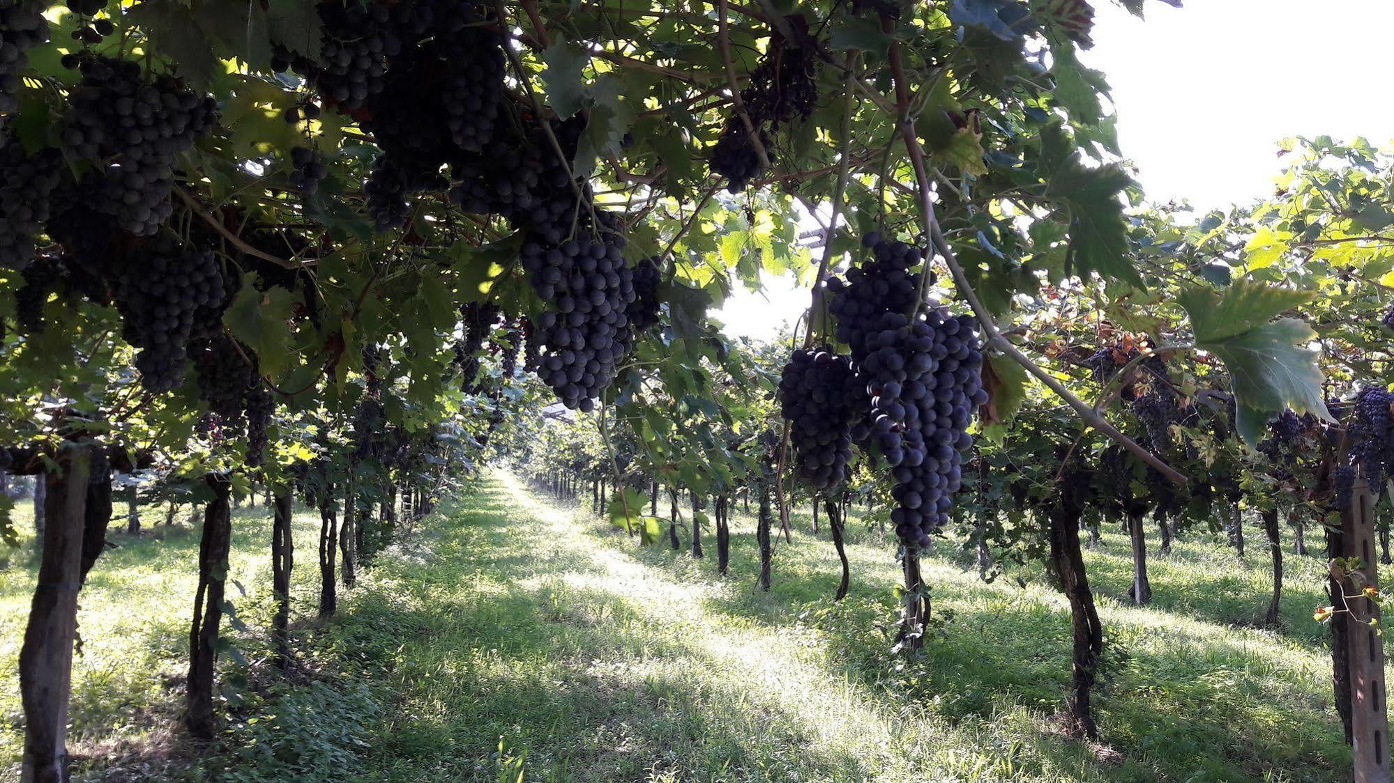 Agriturismo Camparella Пастренго Экстерьер фото